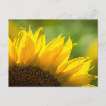 Girassol de Cartão Postal - Fotografia da Natureza