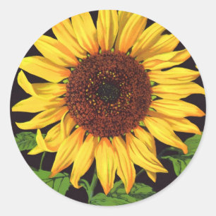 Girassol de Orangedale da arte da etiqueta da