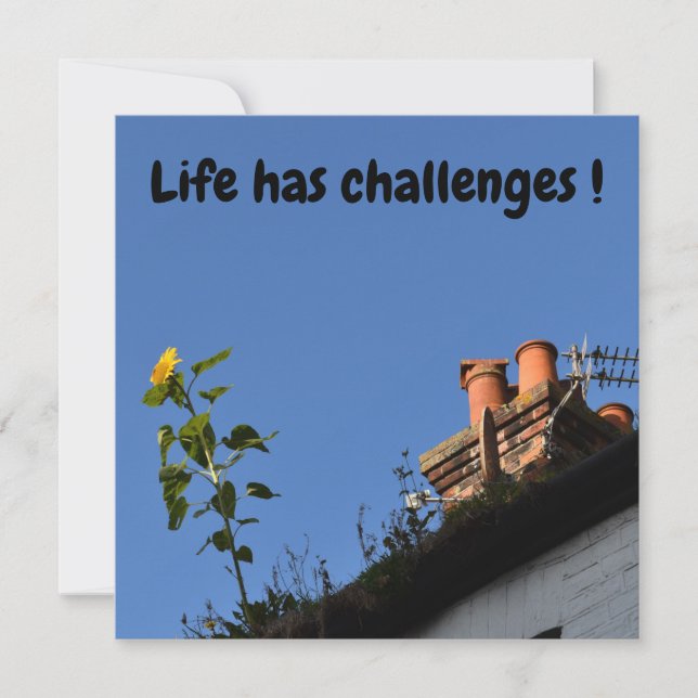 Girassol no telhado. (Frente)