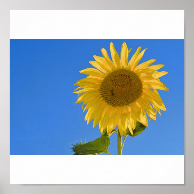 Girassol poster (Frente)