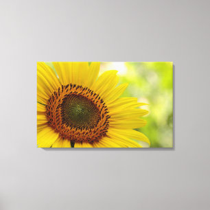 Girassol virado para a Canvas solar