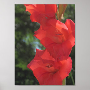 Gladiolas Poster Impressão