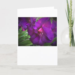 Gladioli, cartão