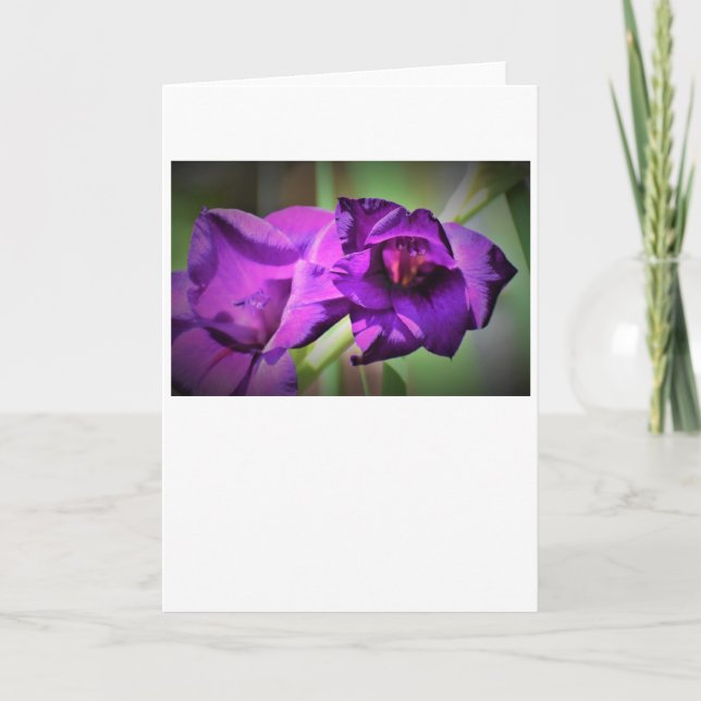 Gladioli, cartão (Frente)