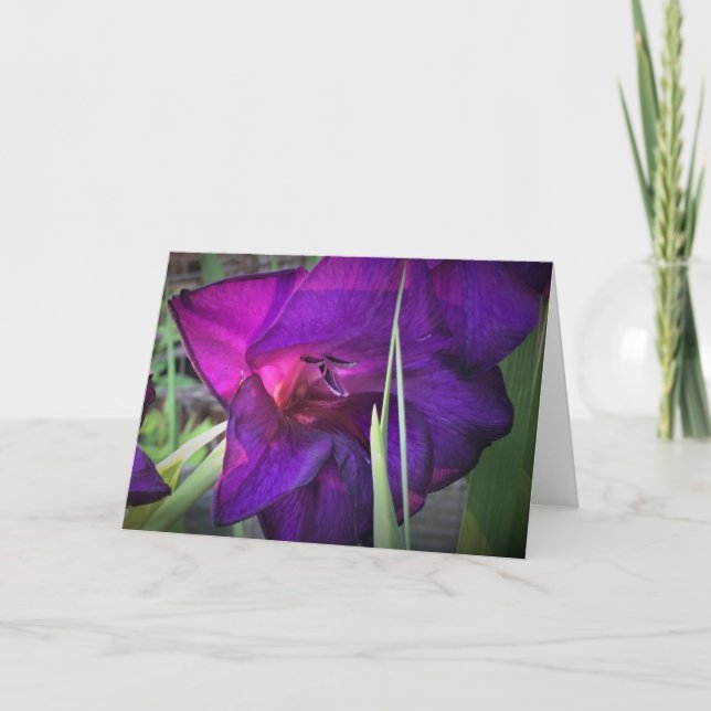 Gladioli, cartão (Frente)