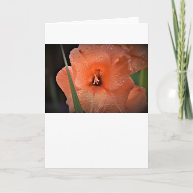 Gladioli, cartão (Frente)