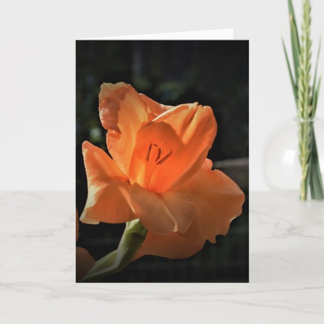 Gladioli, cartão (Frente)