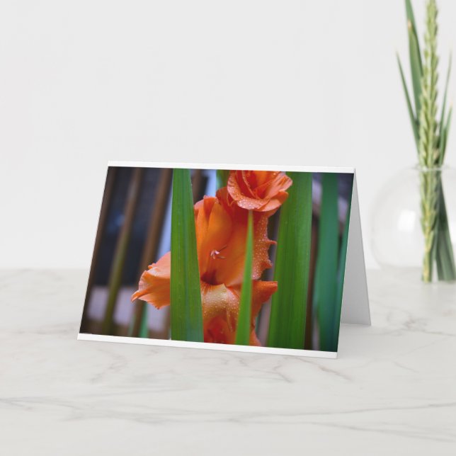 Gladioli, cartão (Frente)