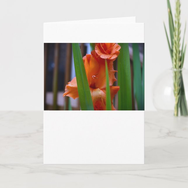 Gladioli, cartão (Frente)
