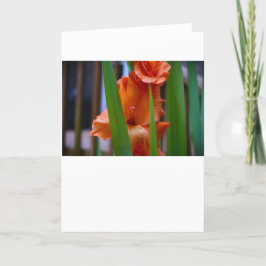 Gladioli, cartão
