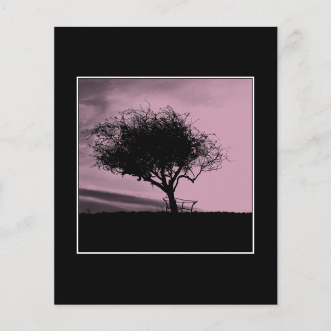 Glastonbury Hawthorn. Árvore em Hill. Rosa, Preto. (Frente)