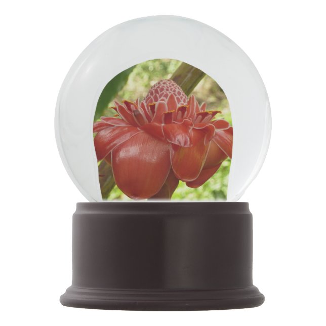 Globo De Neve Fotografia Tropical do Flor Vermelho Torch Ginger (Verso)