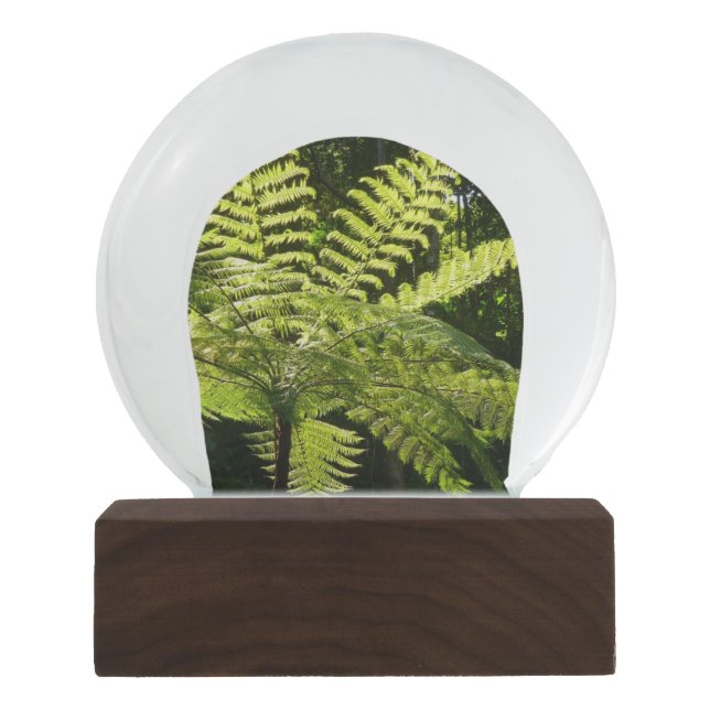 Globo De Neve Tree Fern na Floresta Tropical (Frente)