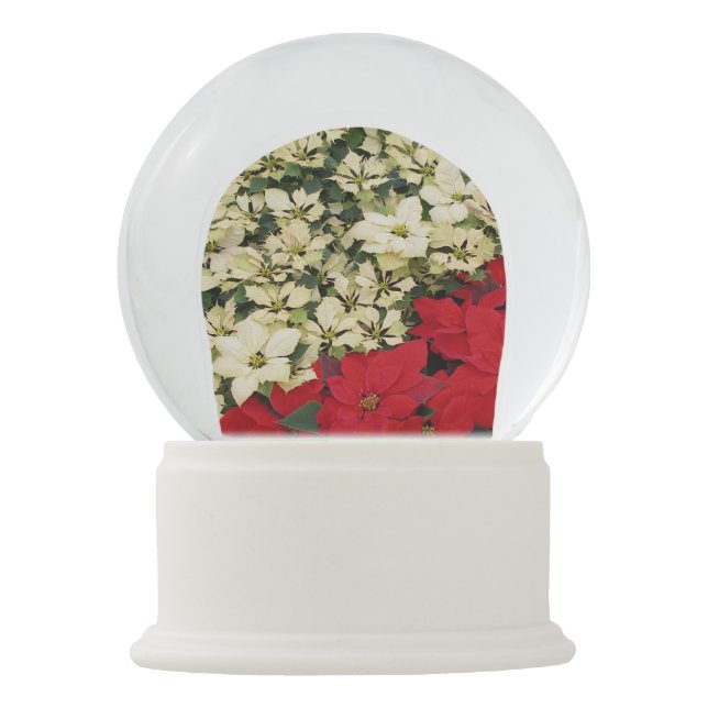 Globo De Neve White e Red Poinsettias I Feriado Floral (Frente)