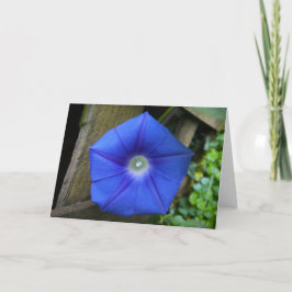 Glória da Manhã, Cartão