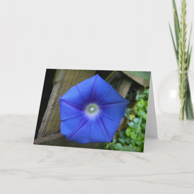 Glória da Manhã, Cartão (Frente)