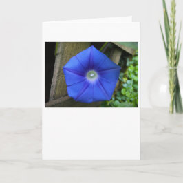 Glória da Manhã, Cartão