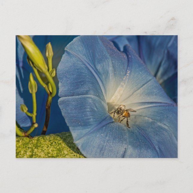 Glória Da Manhã E Cartões De Abelhas De Mel (Frente)