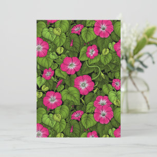 Glória da manhã em rosa e verde