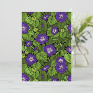 Glória da manhã em roxo e verde