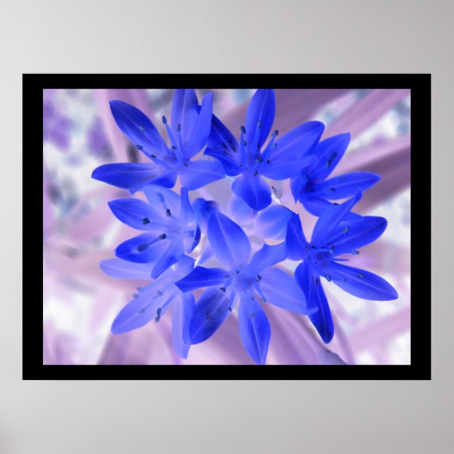 Glória Da Neve Chocante Impressão Azul (Frente)