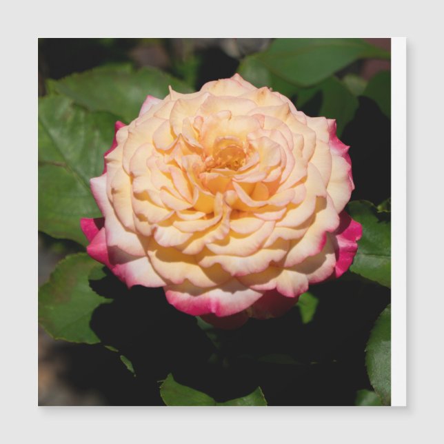 Glória Rosa (Frente)