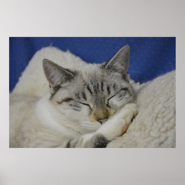 Gloss Poster do Cat Nap 7 (Frente)