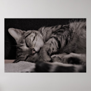 Gloss Poster do Cat Nap 8