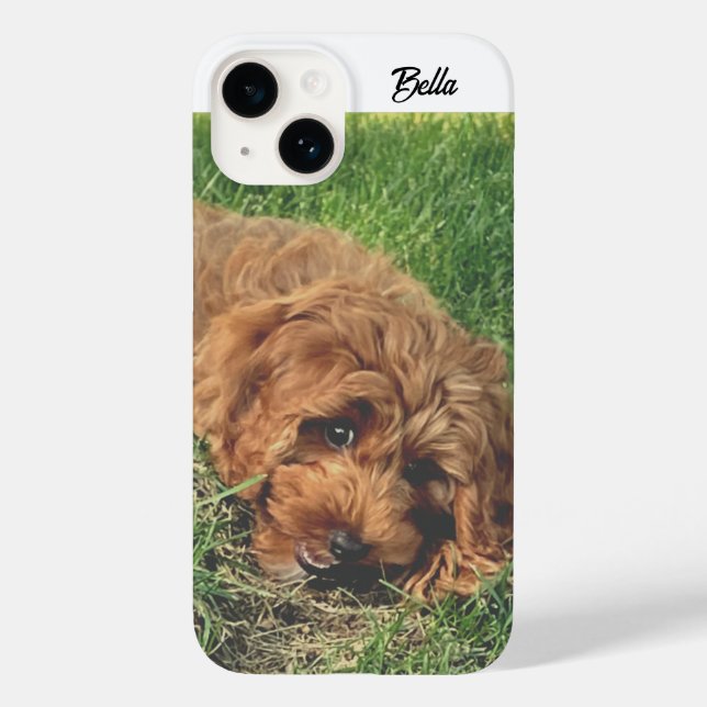 Golden Doodle Fofo (Verso)