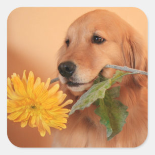 Golden retriever com etiquetas da flor