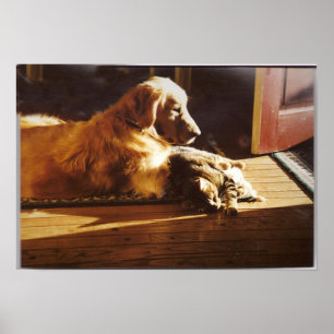 Golden retriever com poster do gato