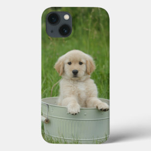 Golden Retriever In Wash Basin