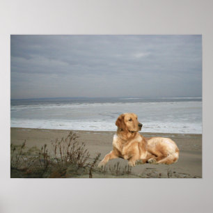 Golden retriever no impressão da praia