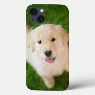 Golden Retriever Puppy on Grass