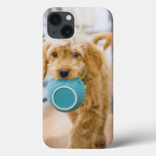 Goldendoodle Carregando Jantar Bowl