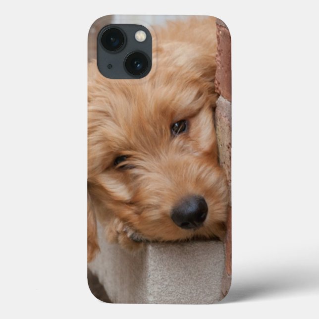 Goldendoodle Puppy Peeking (Verso)