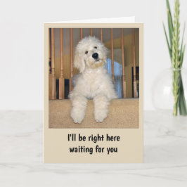 Goldendoodle qualquer cartão de ocasião