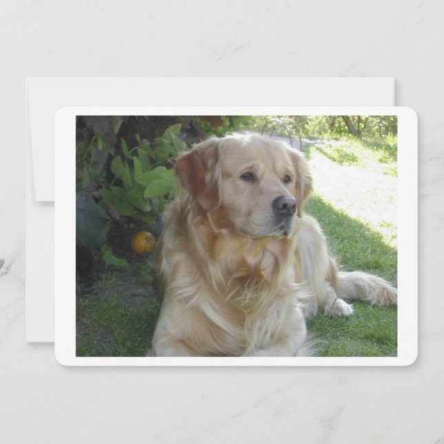 Goldenretriever em 2.png (Frente)