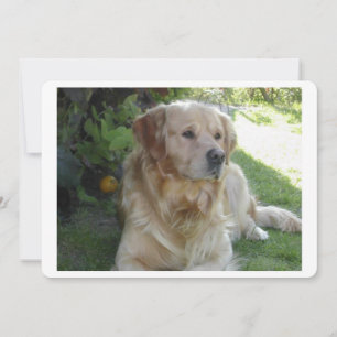 Goldenretriever em 2.png