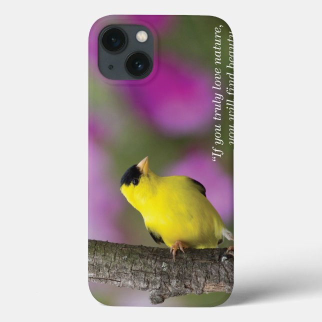 Goldfinch (Verso)