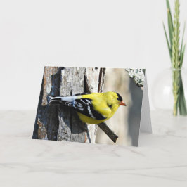 Goldfinch no cartão de Shagbark, vazio para dentro