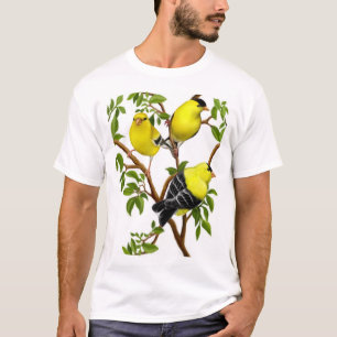 Goldfinches americanos na camisa das videiras