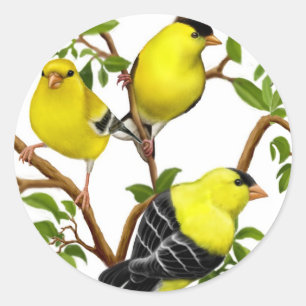 Goldfinches americanos na etiqueta das videiras