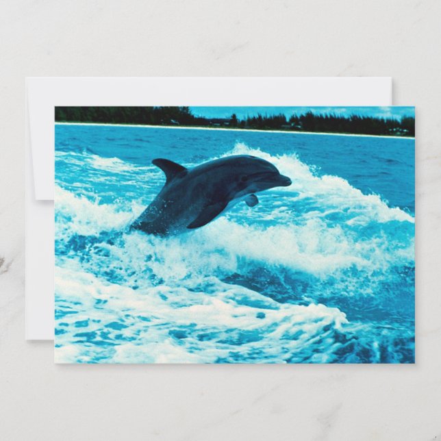 Golfinho-de-garganta (Tursiops truncatus), Bahama  (Frente)