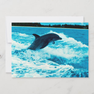 Golfinho-de-garganta (Tursiops truncatus), Bahama 