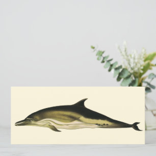 Golfinho Delphinus Delphis, Mamíferos Marinhos Vin