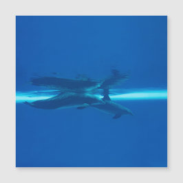 Golfinhos e reflexões