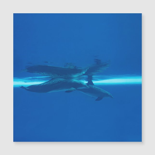 Golfinhos e reflexões (Frente)