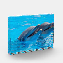 Golfinhos sorridentes