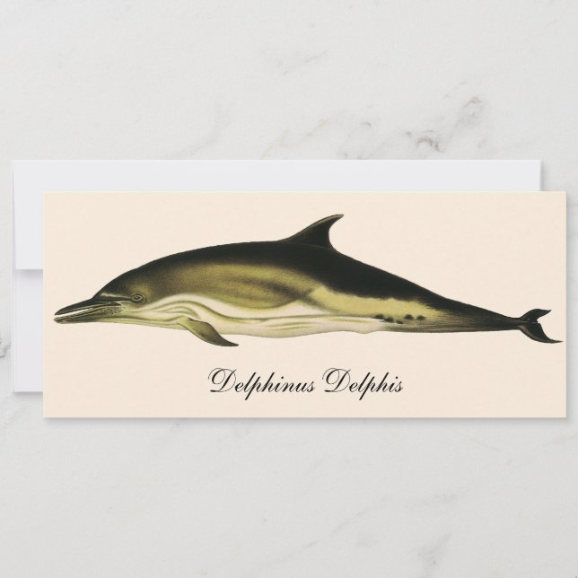 Golfo Delphinus Delphis, Animais Marinhos Vintage (Frente)